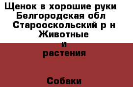 Щенок в хорошие руки - Белгородская обл., Старооскольский р-н Животные и растения » Собаки   . Белгородская обл.